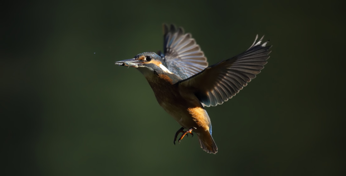 Rüttelflug mit Fisch