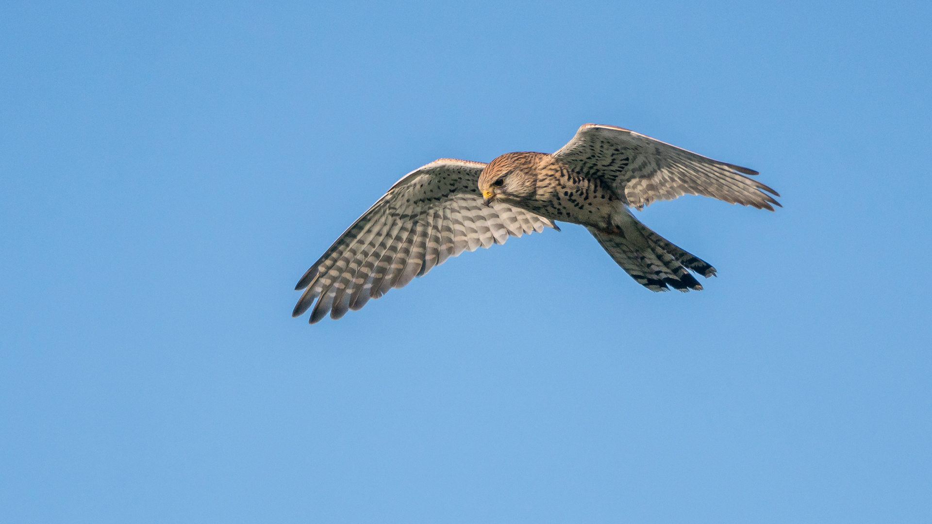 Rüttelflug mit Maus im Blick