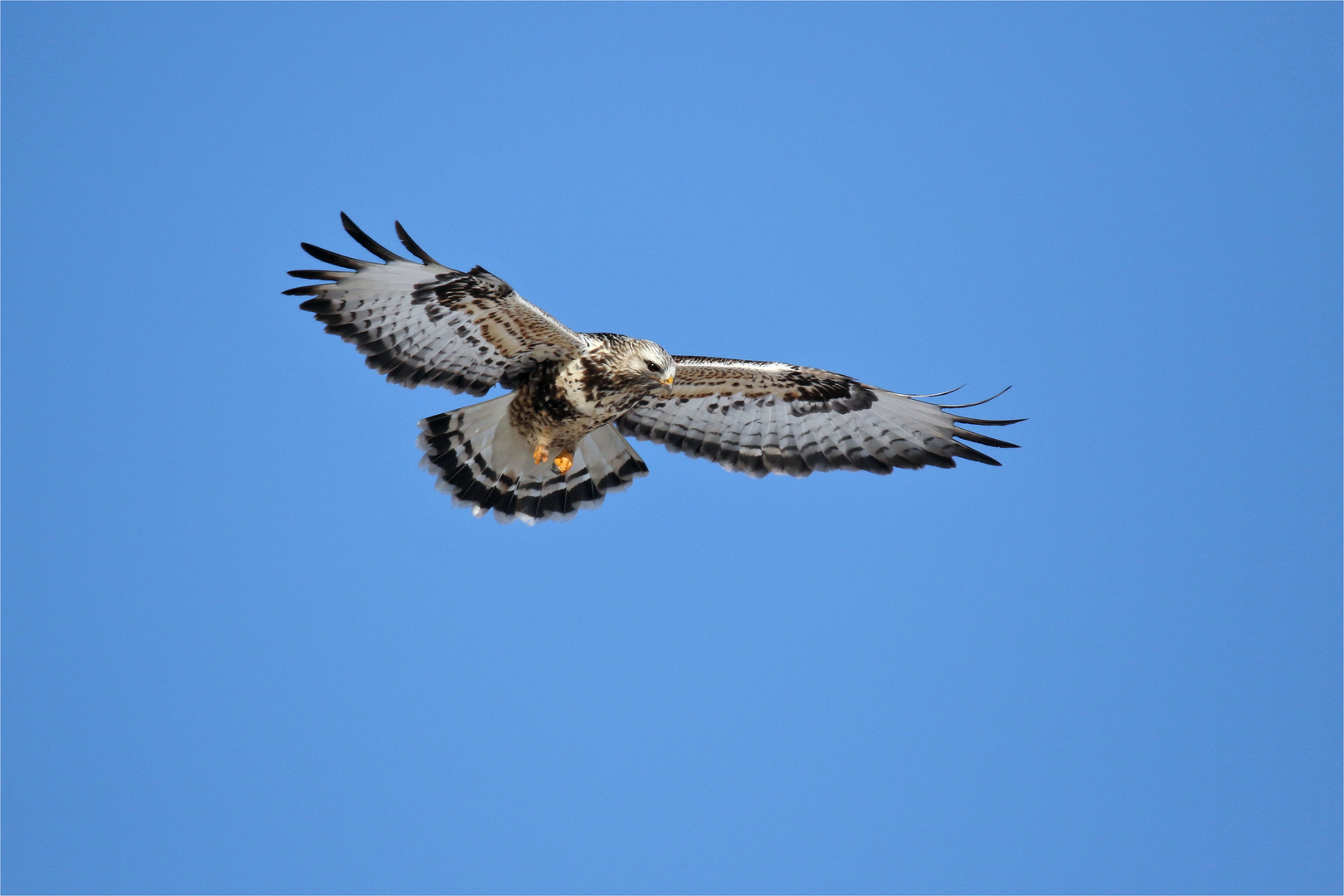 Rüttelflug - Raufußbussard -(Buteo lagopus)