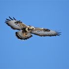 Rüttelflug - Raufußbussard -(Buteo lagopus)