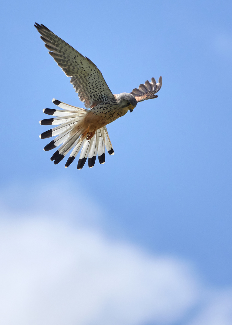 Rüttelflug (Turmfalke)