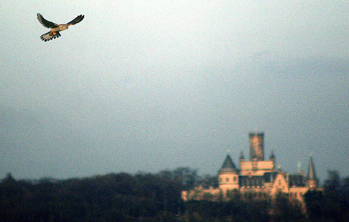 Rütteln über der Marienburg