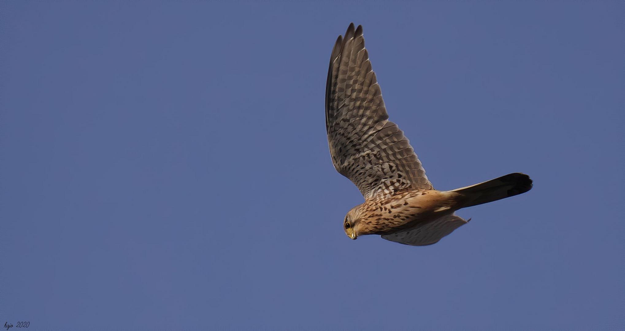 Rüttelnd stand der Turmfalke über den Dünen