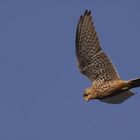 Rüttelnd stand der Turmfalke über den Dünen