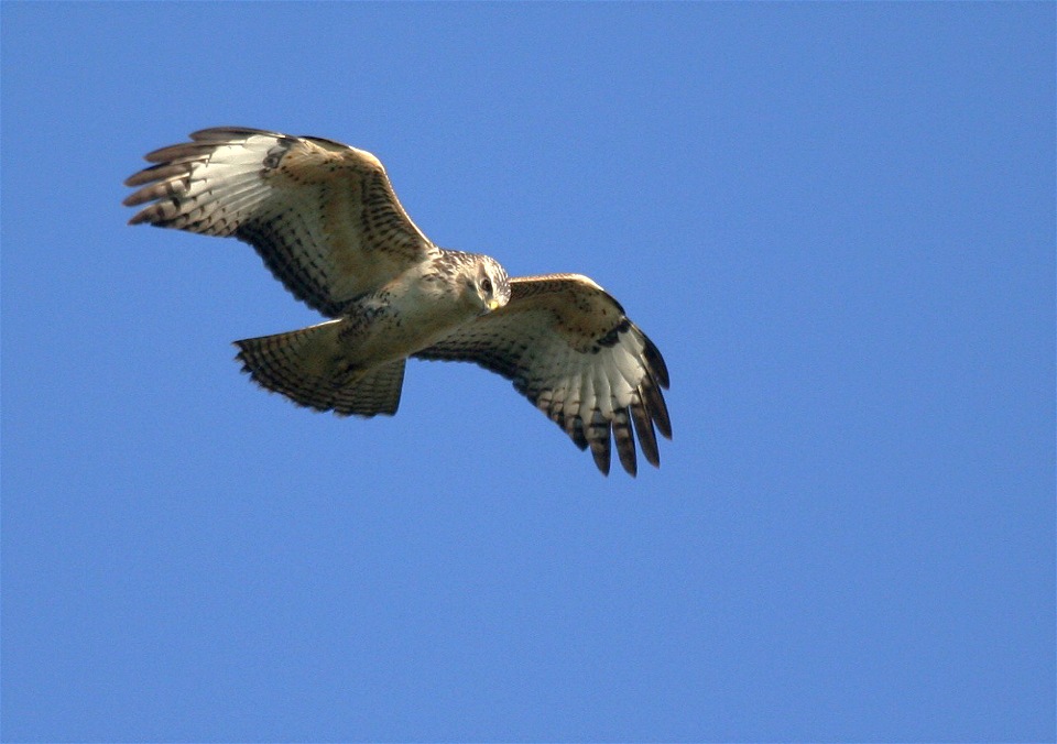 Rüttelnder Mäusebussard