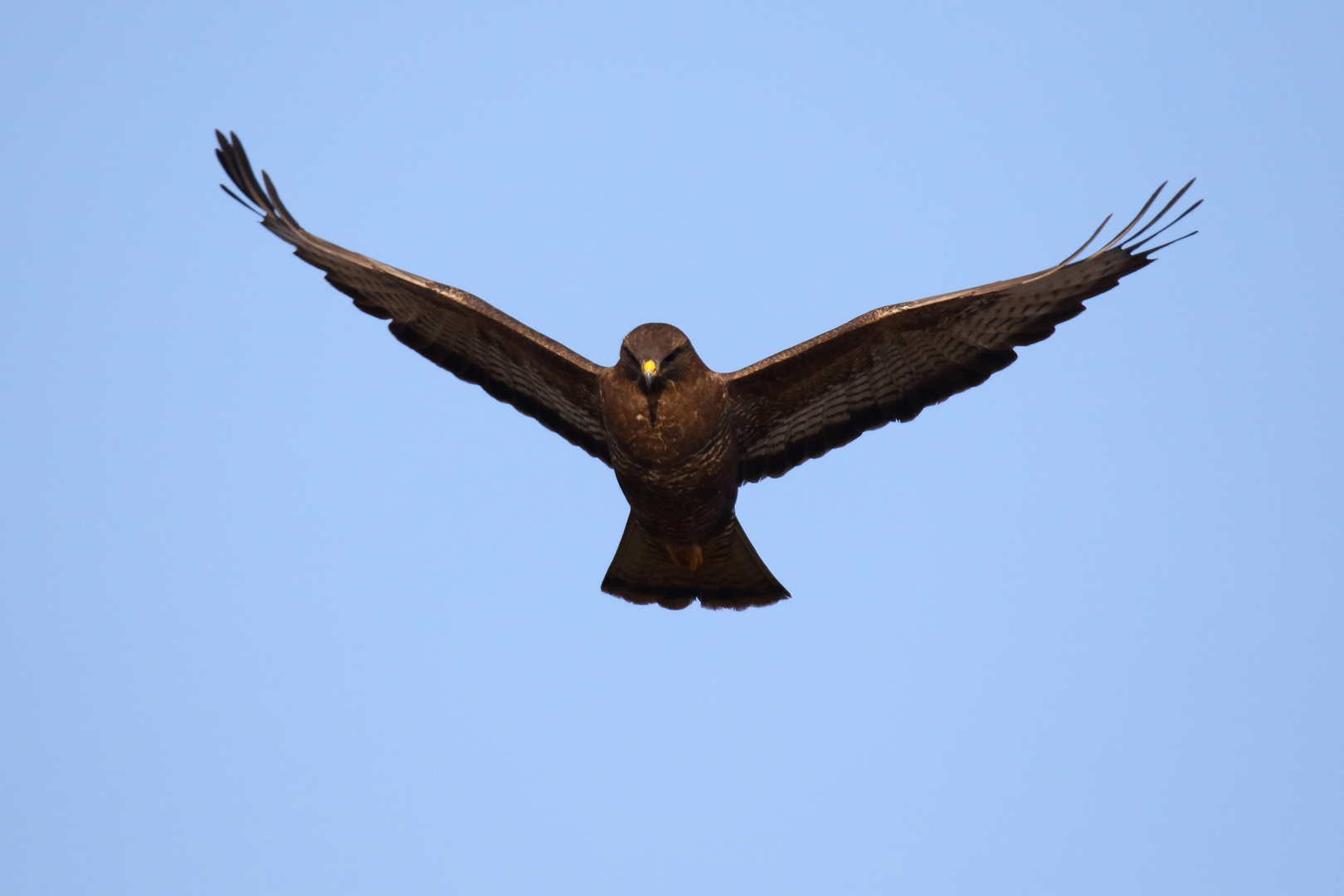 Rüttelnder Mäusebussard - Buteo buteo 