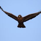 Rüttelnder Mäusebussard - Buteo buteo 