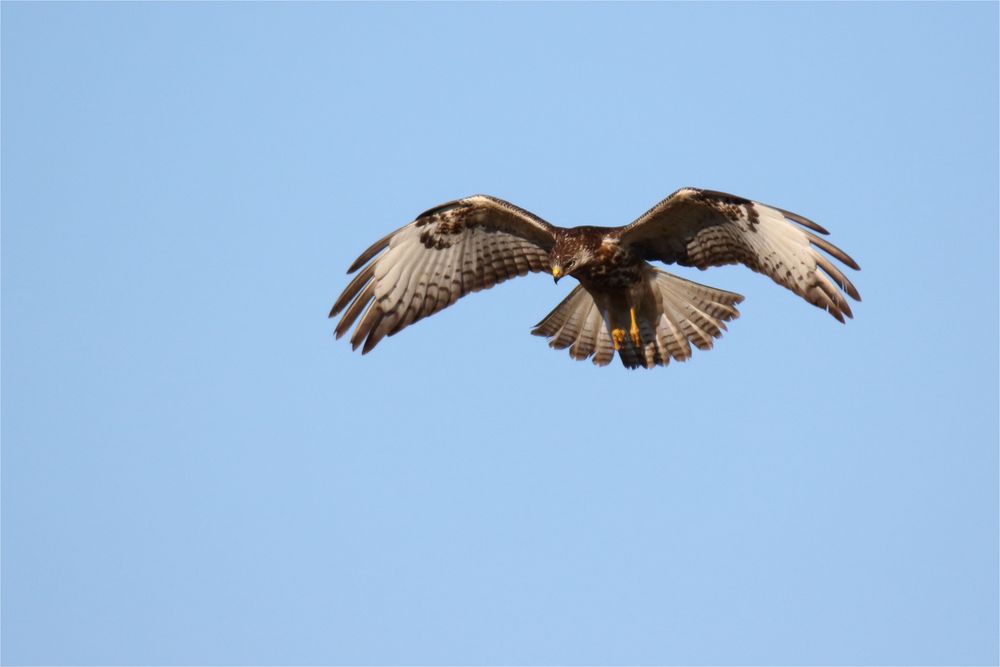 Rüttelnder Mäusebussard - Buteo buteo 