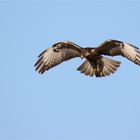 Rüttelnder Mäusebussard - Buteo buteo 