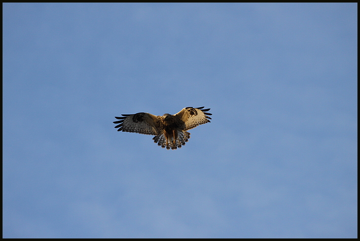 rüttelnder Rauhfussbussard