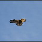 rüttelnder Rauhfussbussard