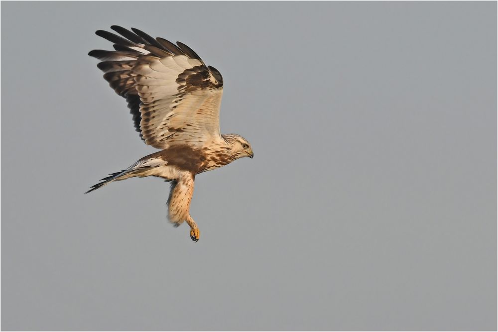 Rüttelnder Rauhfußbussard