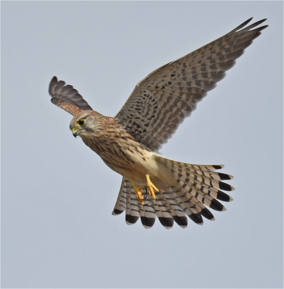 Rüttelnder Turmfalke