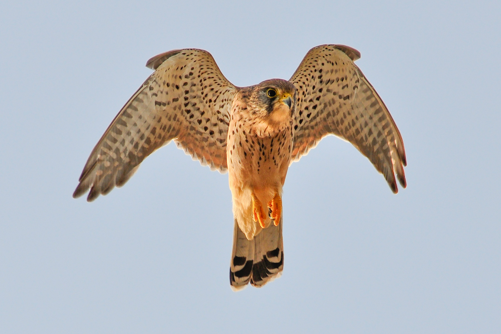 Rüttelnder Turmfalke