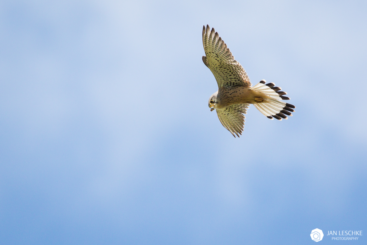 Rüttelnder Turmfalke