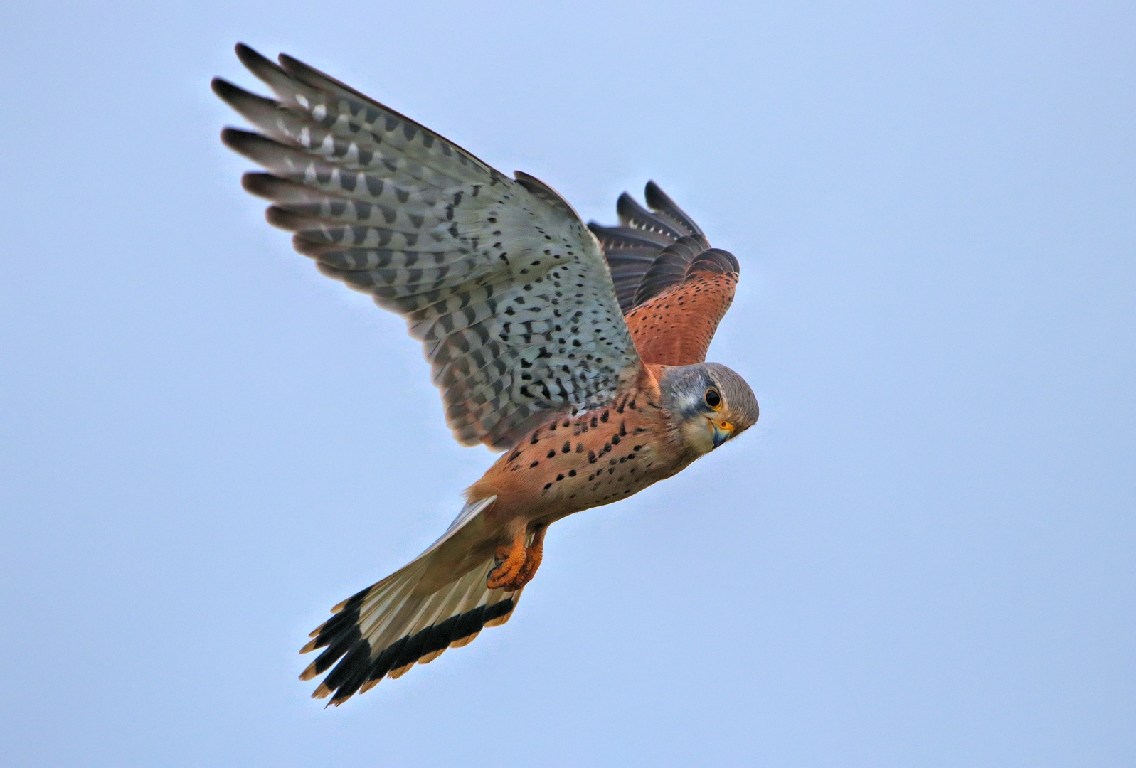 RÜTTELNDER TURMFALKE