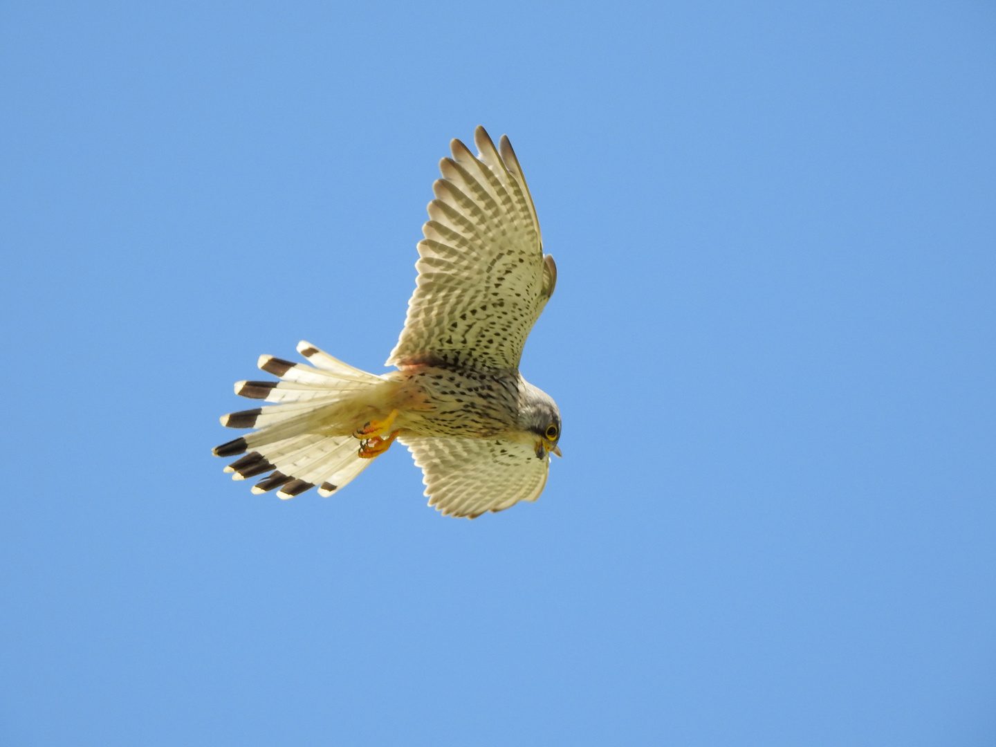 Rüttelnder Turmfalke