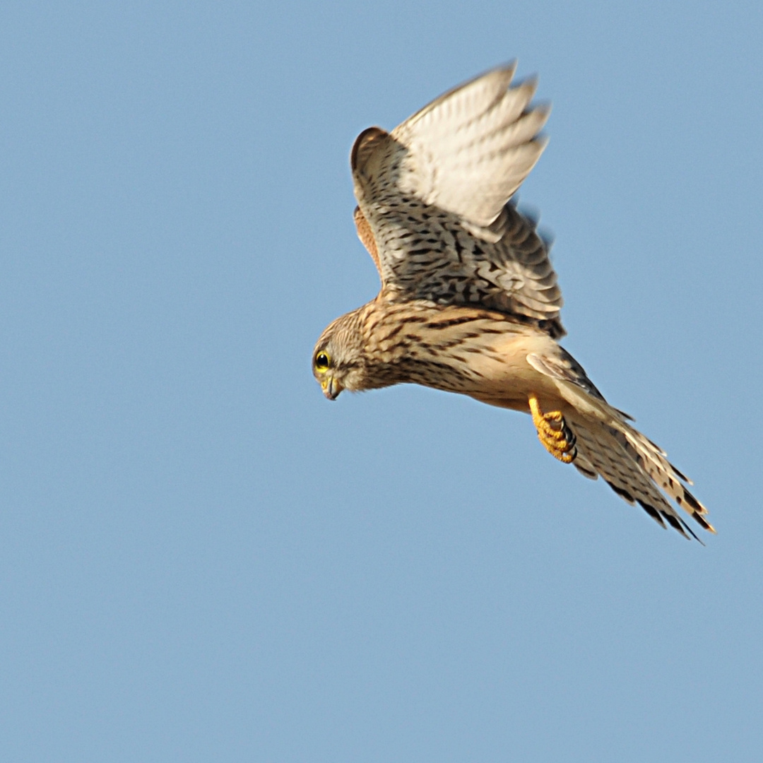 rüttelnder Turmfalke