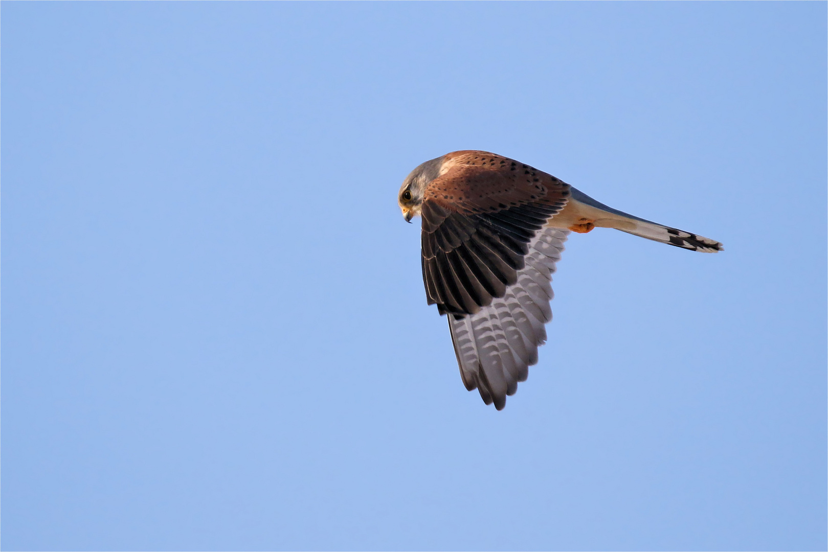 Rüttelnder   Turmfalke (Falco tinnunculus )