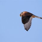 Rüttelnder   Turmfalke (Falco tinnunculus )