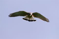 Rüttelnder Turmfalke  (Falco tinnunculus)