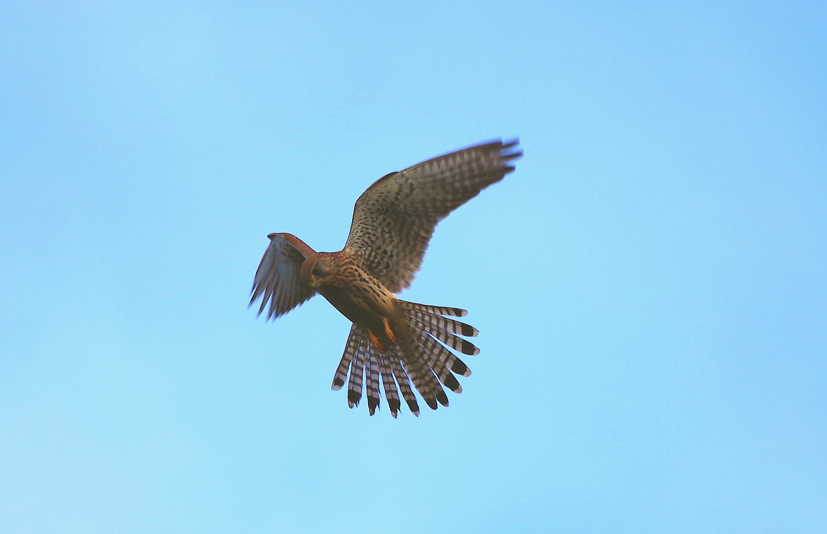 Rüttelnder Turmfalke  (Falco tinnunculus)