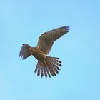 Rüttelnder Turmfalke  (Falco tinnunculus)