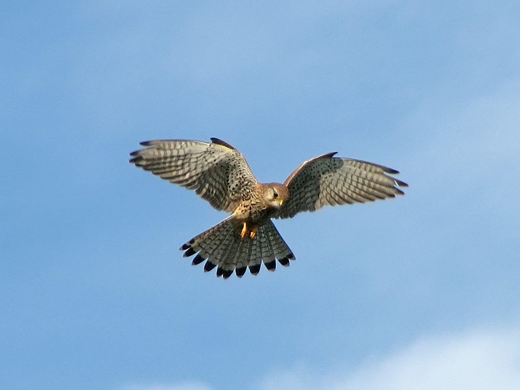 Rüttelnder Turmfalke (Falco tinnunculus)