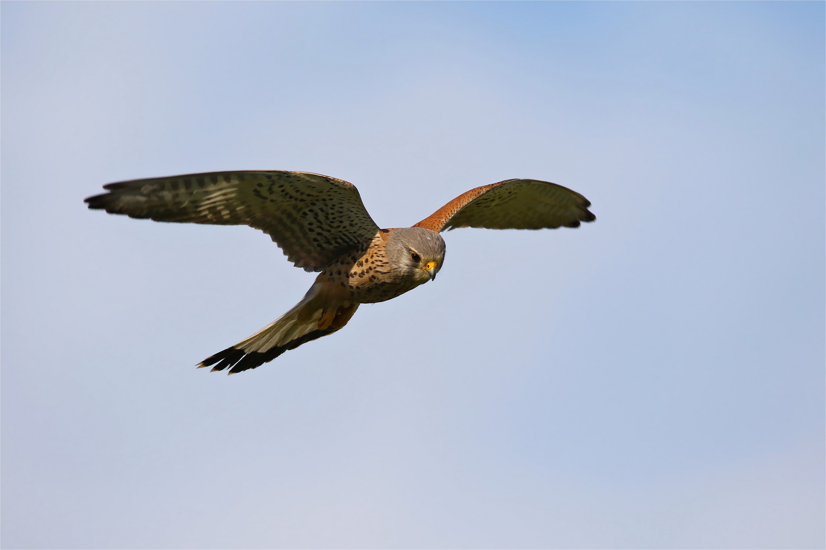 Rüttelnder Turmfalke - (Falco tinnunculus) 