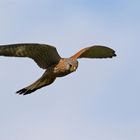Rüttelnder Turmfalke - (Falco tinnunculus) 
