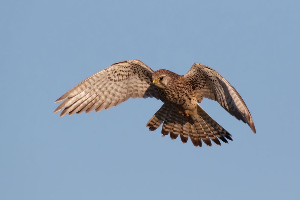 Rüttelnder Turmfalke (Falco tinnunculus) 