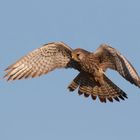 Rüttelnder Turmfalke (Falco tinnunculus) 