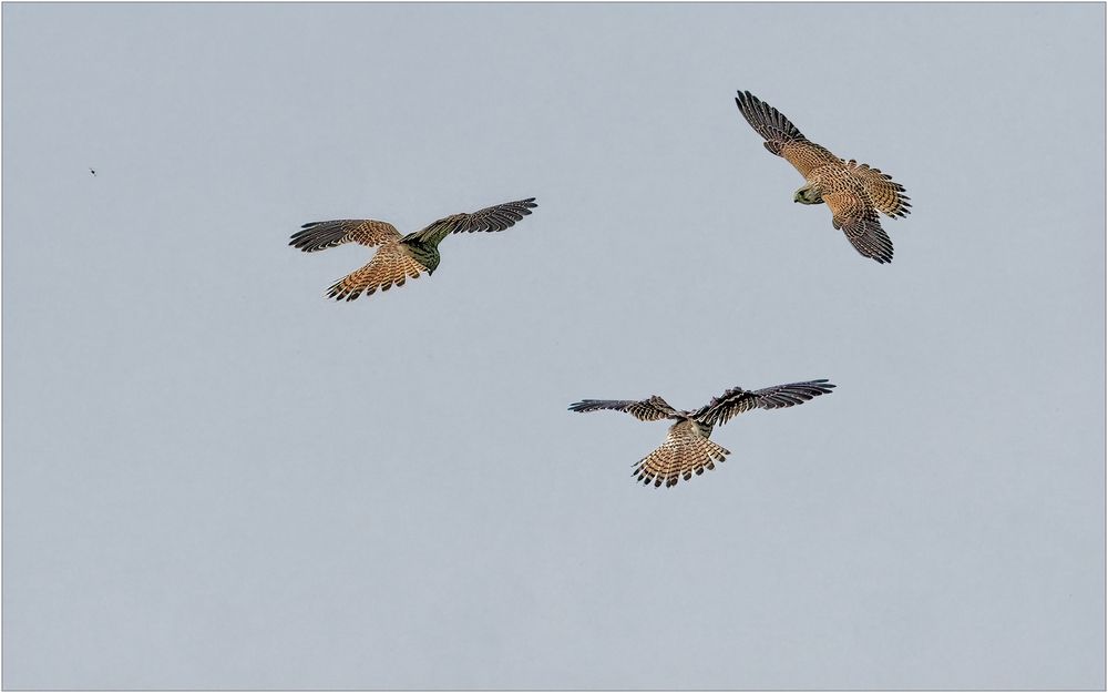 Rüttelndes Falkenmädchen auf Nahrungssuche