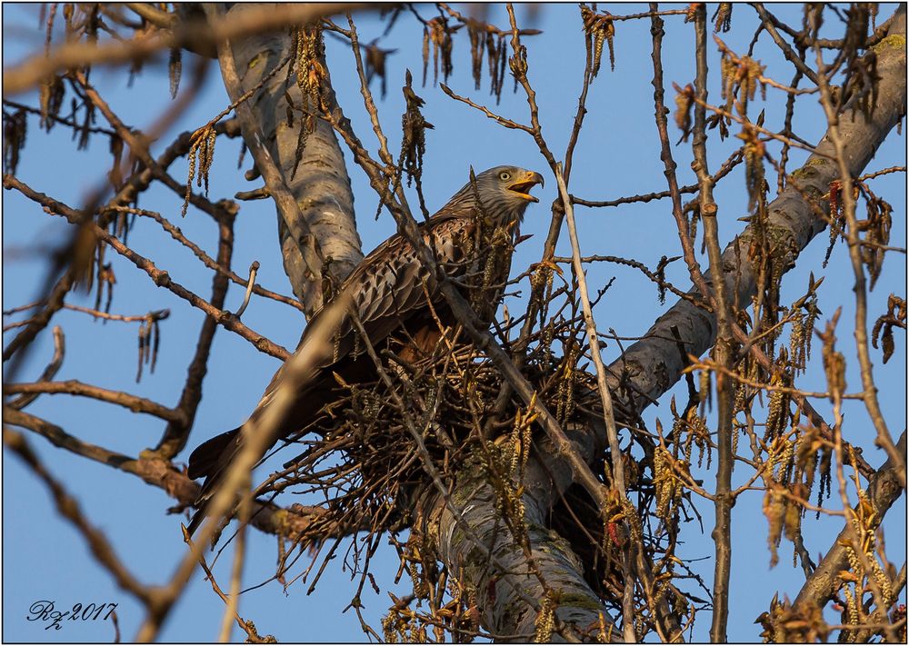 Ruf der Wildnis