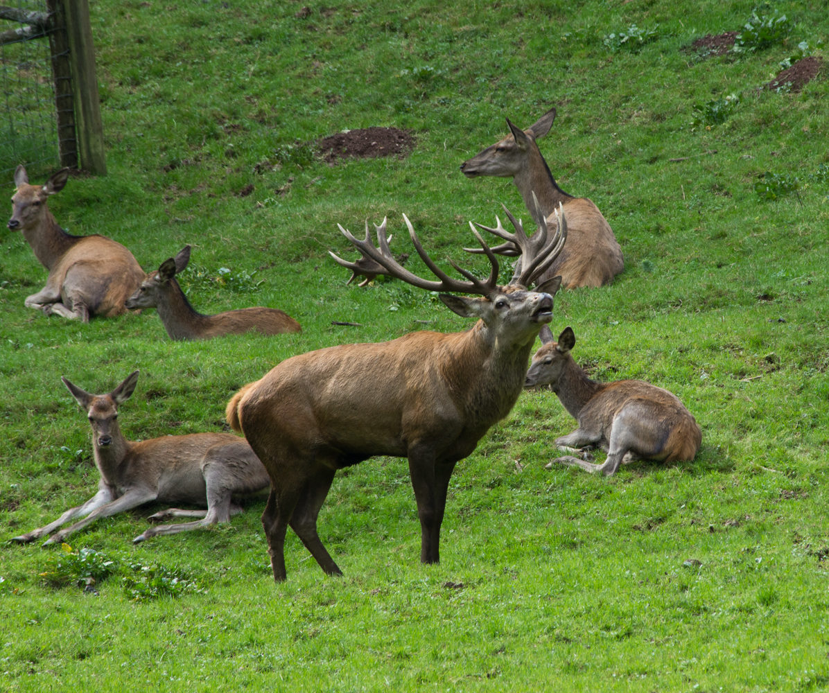 ruf des Hirschen