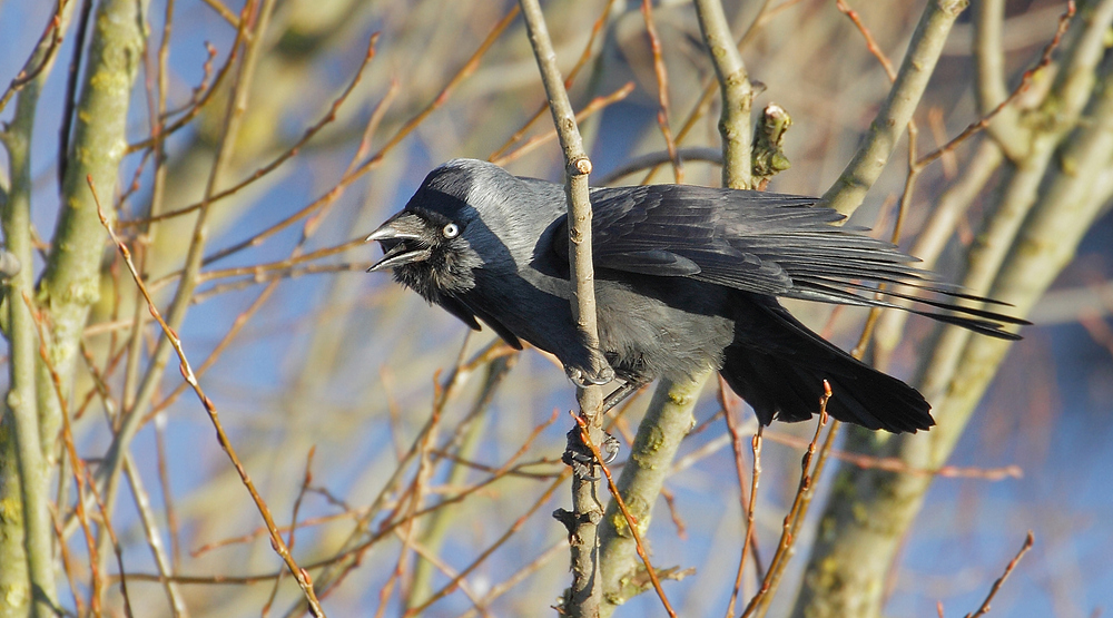 Rufende Dohle - Vogel des Jahres 2012