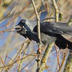 Rufende Dohle - Vogel des Jahres 2012