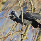 Rufende Dohle - Vogel des Jahres 2012