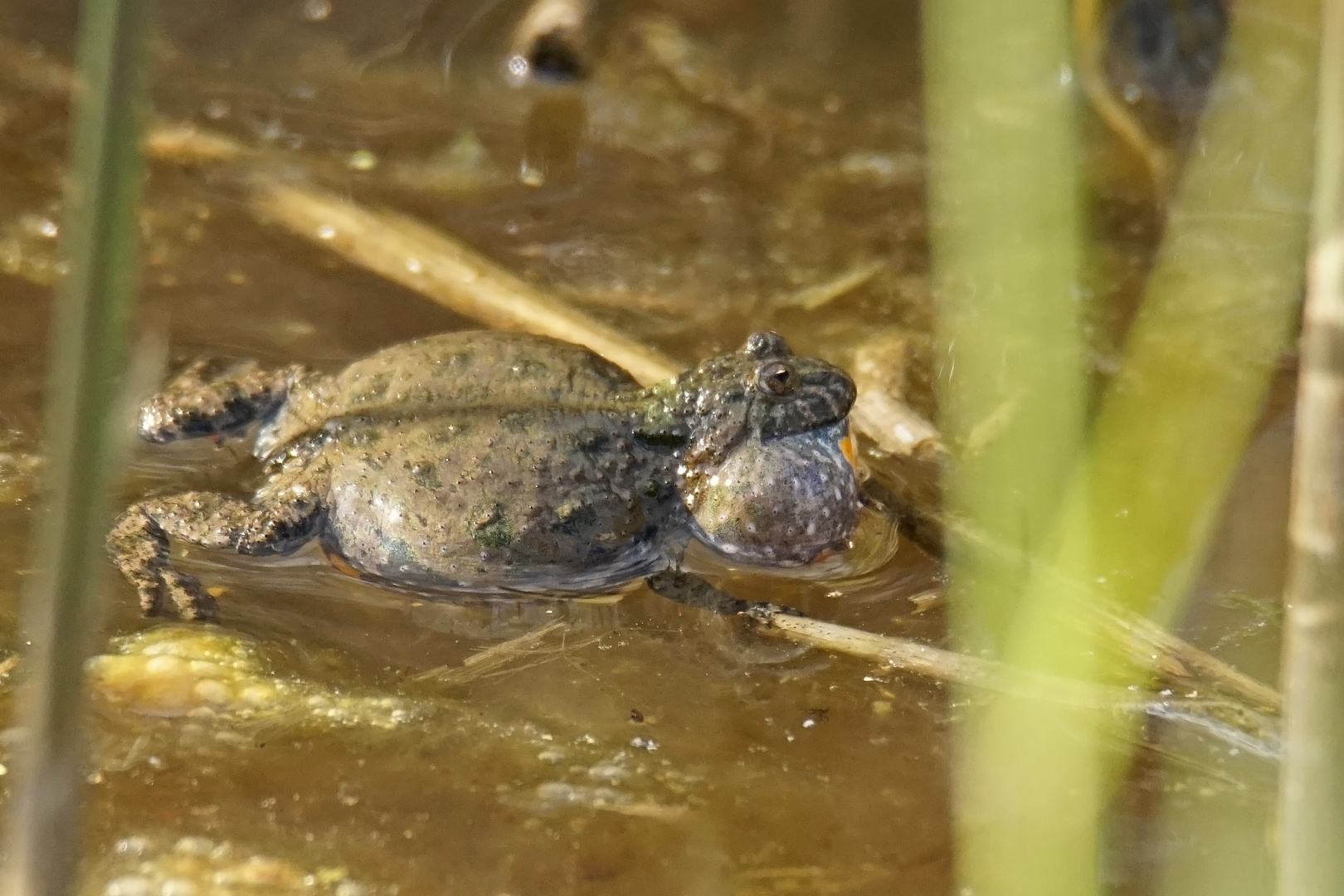 Rufende Rotbauchunke (Bombina bombina)