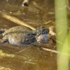 Rufende Rotbauchunke (Bombina bombina)