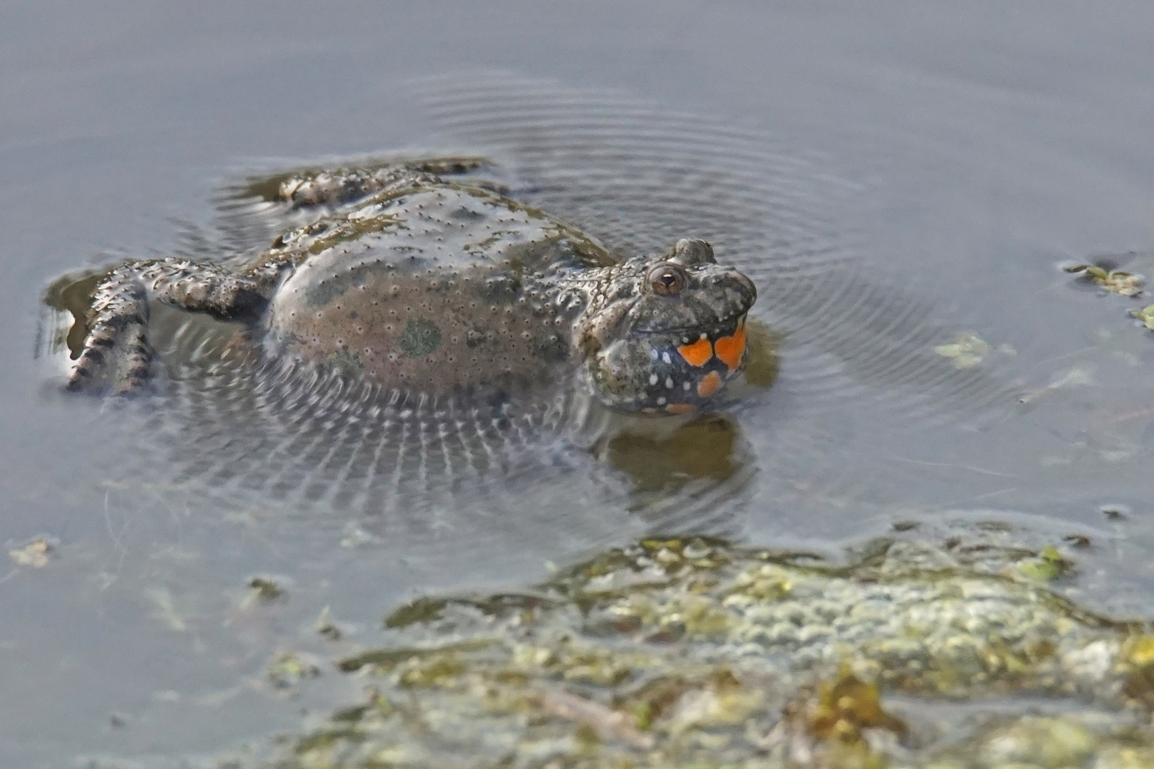 Rufende Rotbauchunke (Bombina bombina), Männchen