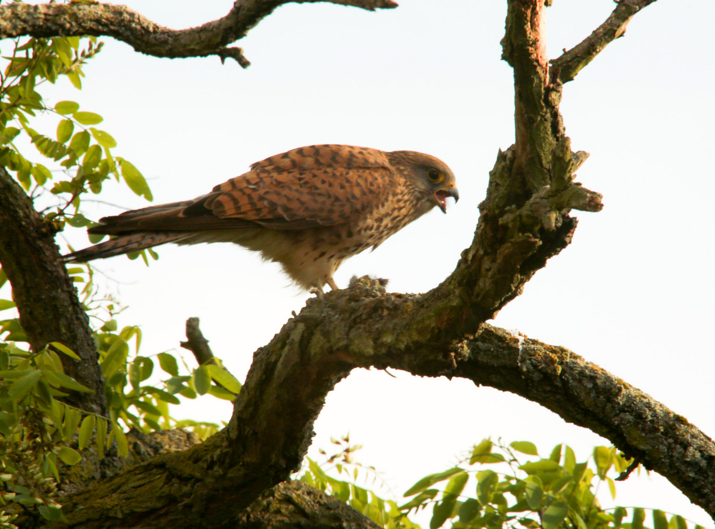 Rufender Falke