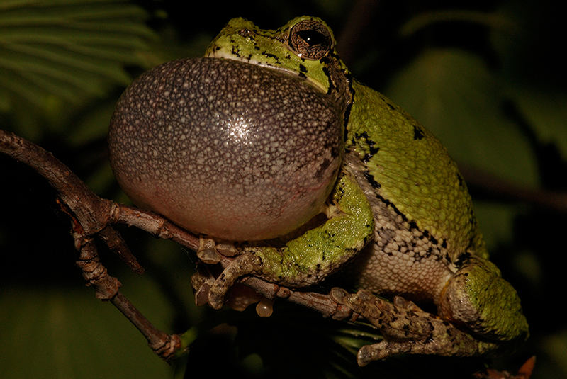 Rufender Gray Tree Frog