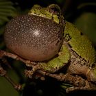 Rufender Gray Tree Frog