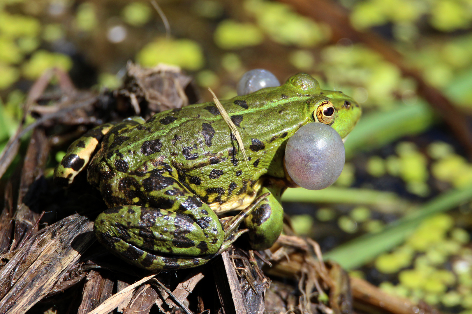 Rufender Grünfrosch