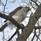 Rufendes Habichtsweibchen