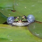 Rufendes Teichfrosch-Männchen 