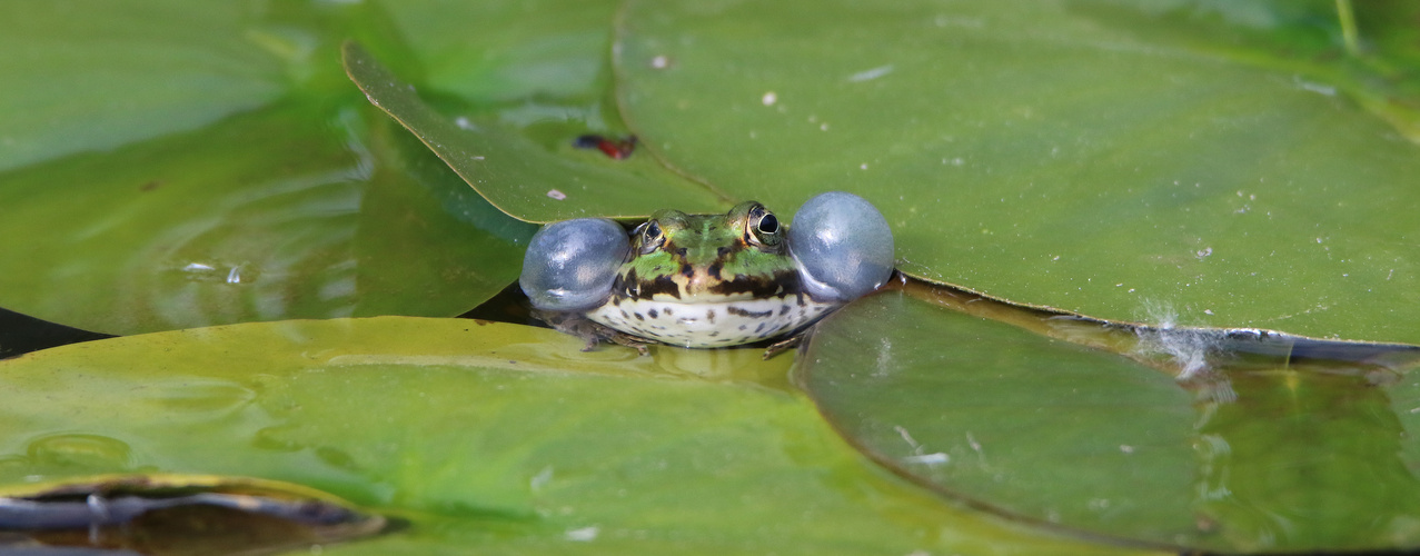 Rufendes Teichfrosch-Männchen 