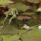 Rufendes Teichfrosch-Männchen 