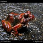 Rufescent Borrowing Frog (Fejervarya rufescens)